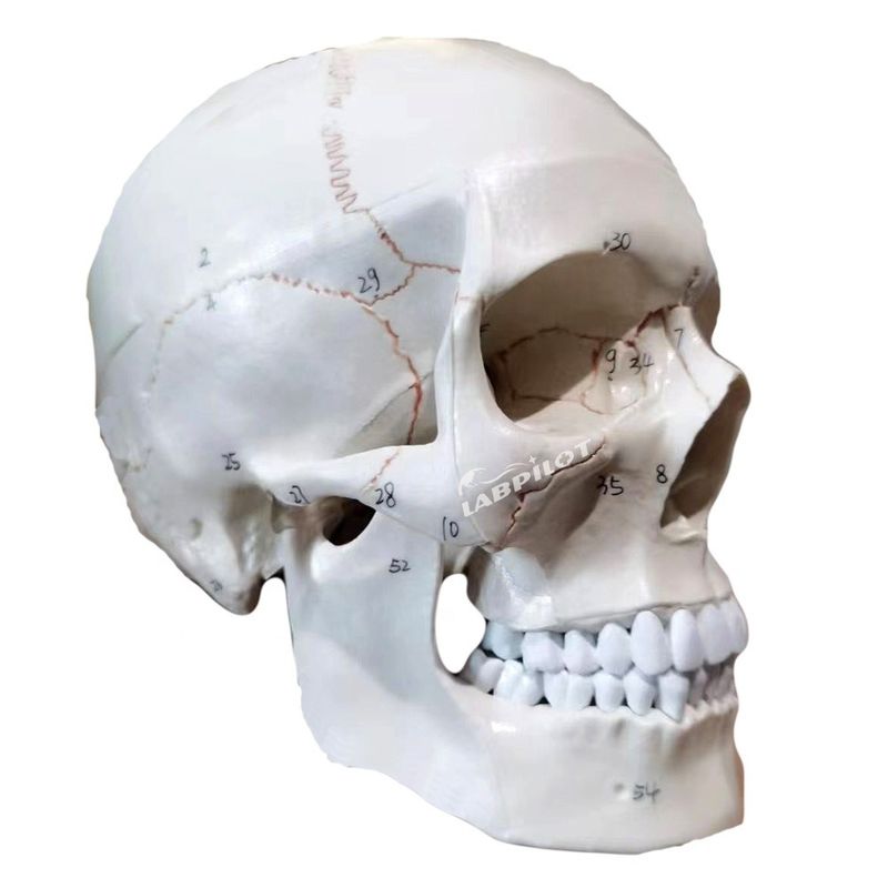 Onderwijsmodellen Mensenhoofd in levensgrote grootte Anatomisch model voor het onderwijs in de medische wetenschappen