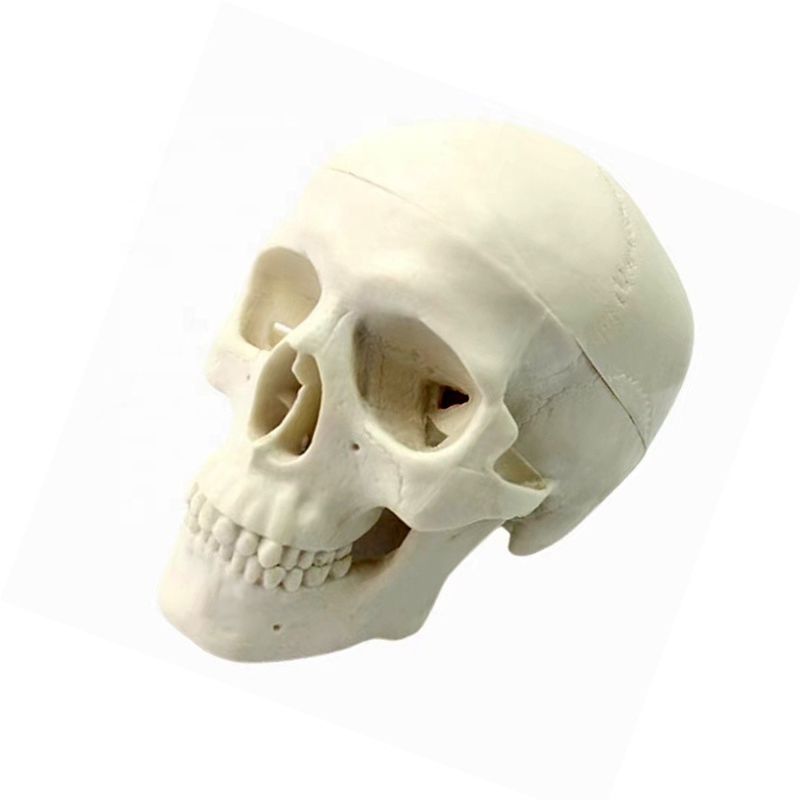 Deluxe Natural Size Human Anatomy Teaching Tool Levendig skeletmodel voor anatomieonderzoek