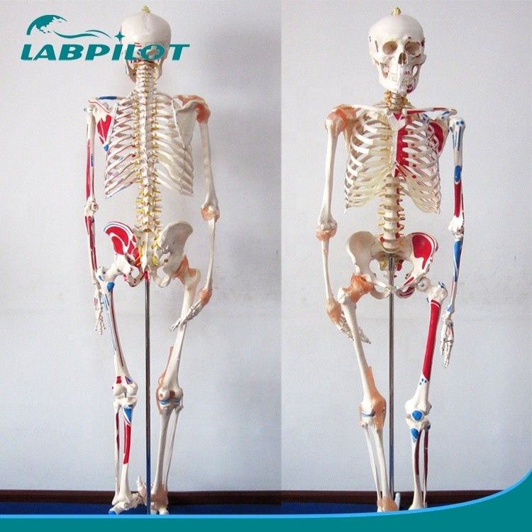 Medische Wetenschappen Educatief Model 180cm Groot gekleurd skelet met spieren en ligamenten