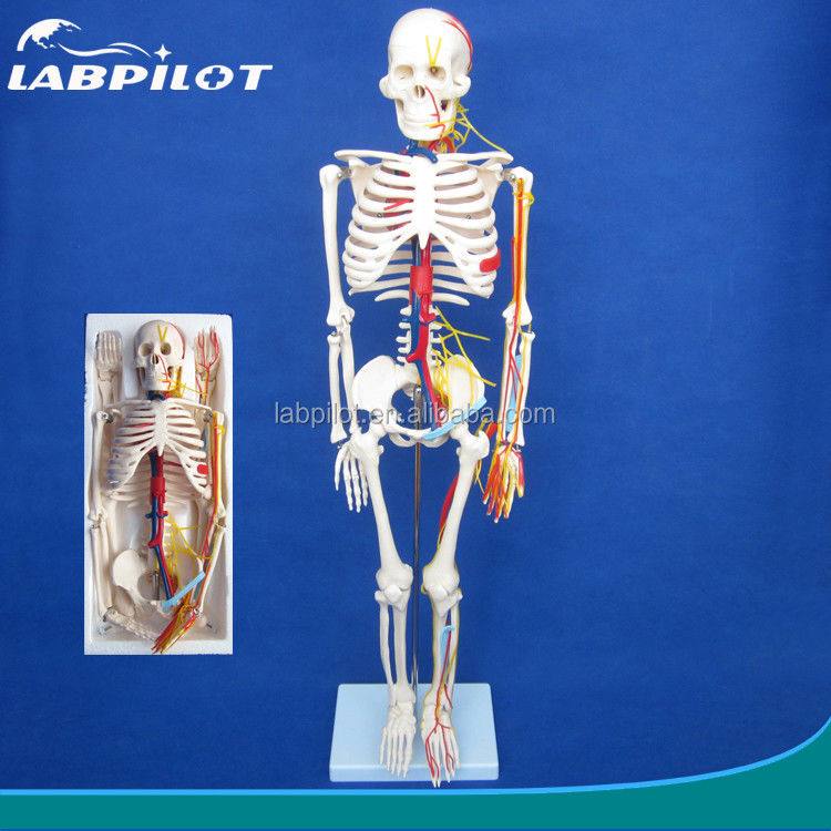 Medische wetenschappen Geavanceerd PVC menselijk skelet model met zenuwen en bloedvaten HOT 85cm