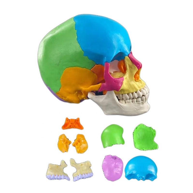 22 Deel Schedelmodel Gekleurde botten Anatomische demonstratie Onderwijs Medisch model