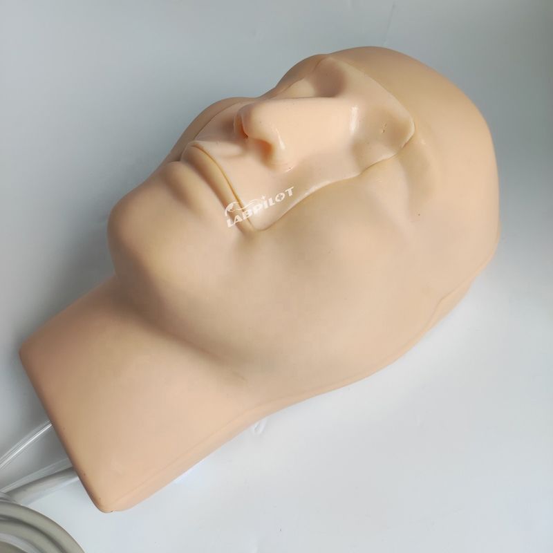 Vivid hoofd- en nekmodel neusbloeding simulator voor patiënten zorg demonstratie