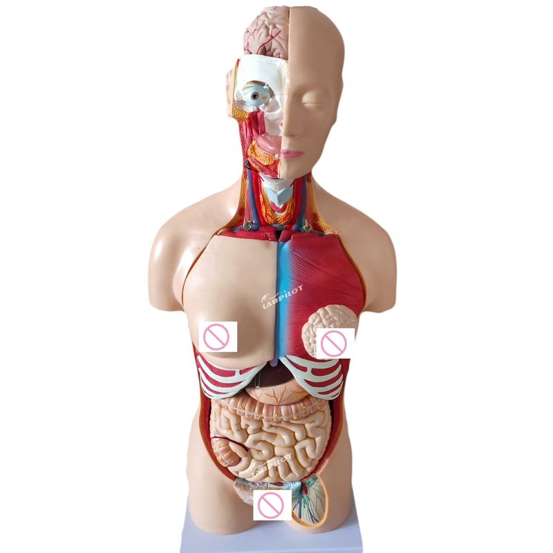 85CM Unisex Torso Mannequin Interne organen Anatomie Model Mensentorso Modellen Categorie