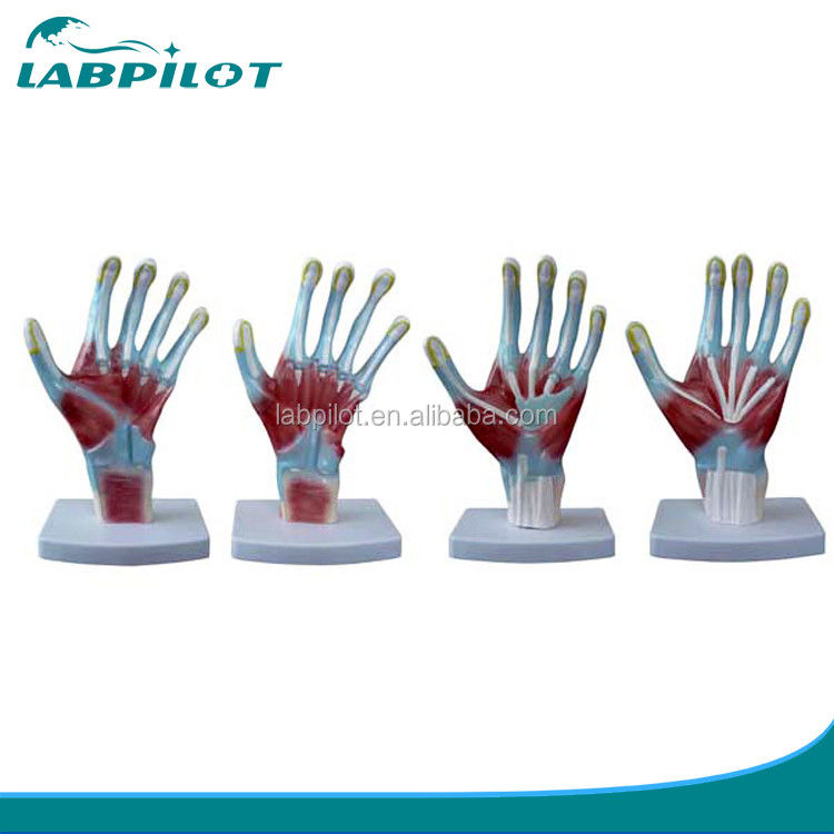 Item Palm Anatomie Modellen Mensenlevensgrootte Handmodel voor medische trainingsinstrumenten