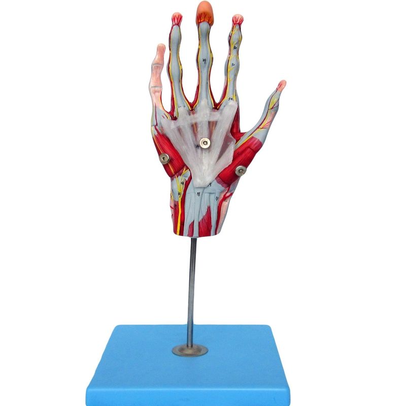 Spieren van de handvaten en zenuwen Anatomisch model van de hand om de anatomie van de hand weer te geven