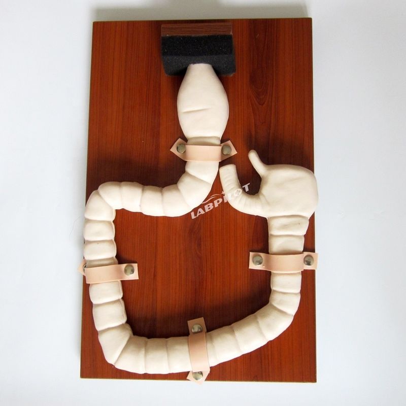 Rectum en Colon Anatomie Model Geavanceerde PVC Human Life Size Intestinal Endoscopy Simulator