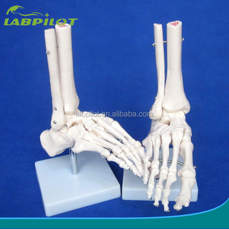 Menselijke anatomische modellen levensgrote voetgewricht model met ligamenten en botten van het skelet