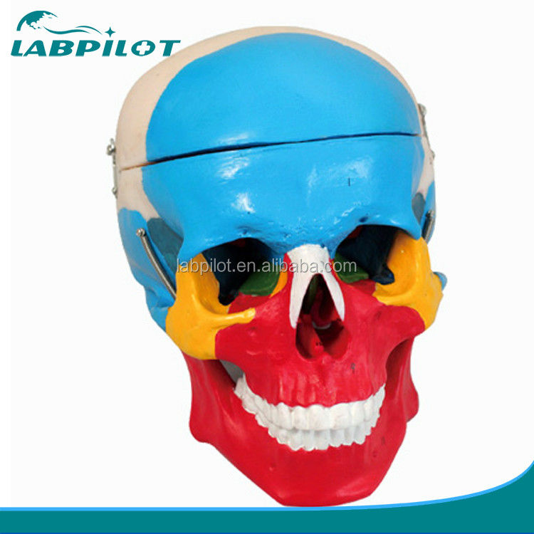 Mensenlevensgrootte Skelettemodel Beenderen Cerebraal schedelmodel voor medische studiehulp