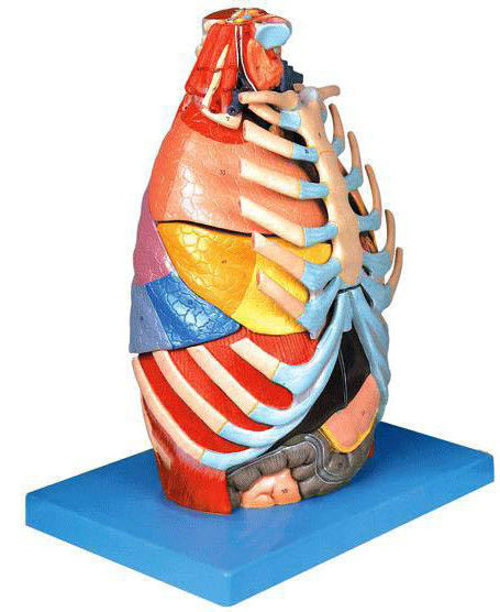 Geneeskunde Anatomisch demonstratiemodel van de menselijke borstkas en borstorganen