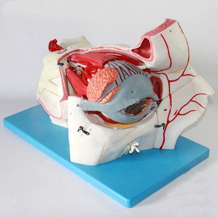 Ophthalmologische anatomische modellen Oogbalmodel en Orbit met Deluxe 9-deel oogmodel