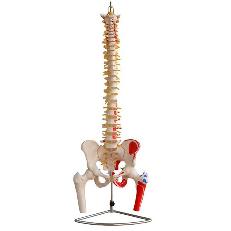 Mensengrootte Wervelkolommodel met bekken en spieren Geavanceerd PVC-spier- en skeletmodel