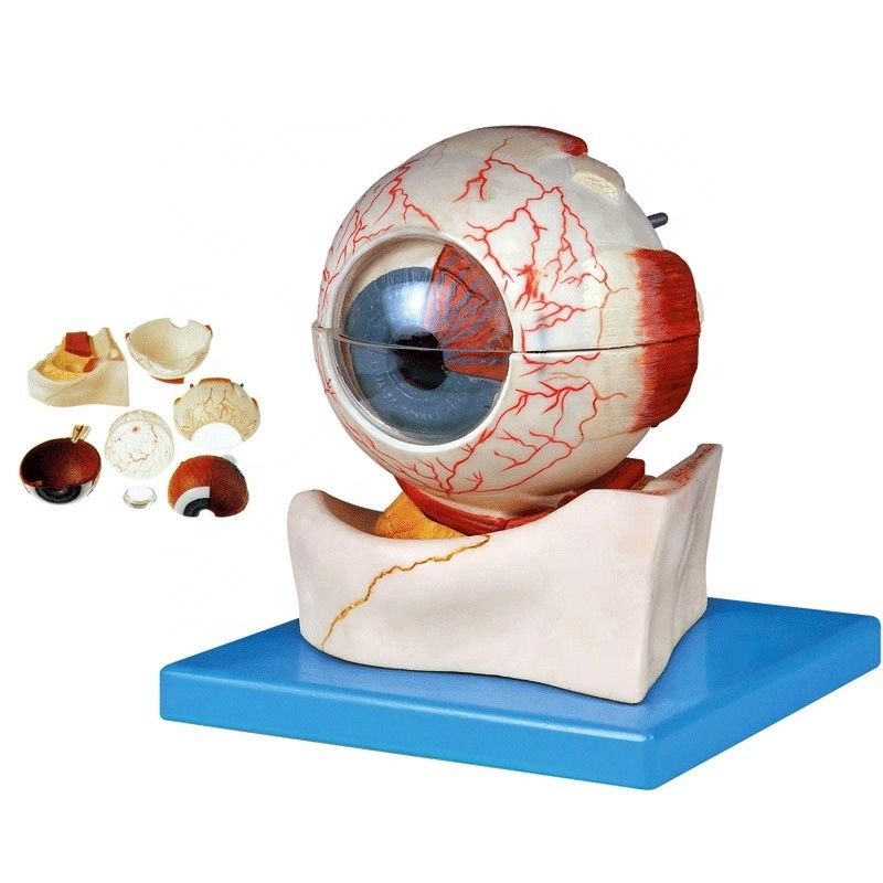 Human Life Size Deluxe 7-delige anatomische oogbalmodel voor oogartsen