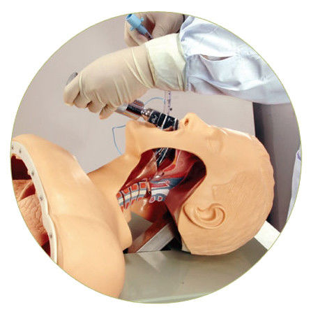 Trachea-intubatie-praktijk Mensenlevensgrootte Oraal en nasaal intubatie-trainingsmodel