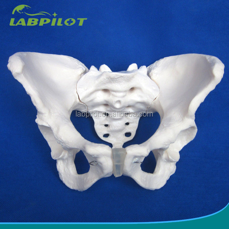 Geavanceerd PVC Vivid Hip Bone Model voor het onderwijzen van vrouwelijk bekkenmodel binnen klinieken