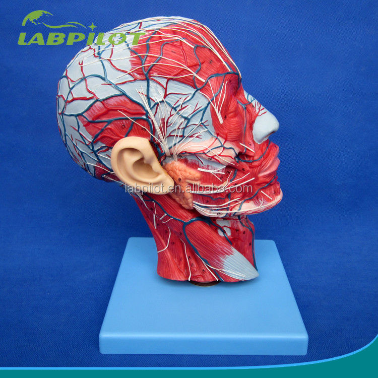 Gedetailleerde anatomische structuren in halfhoofdmodel voor menselijk hoofd en nek Anatomisch model