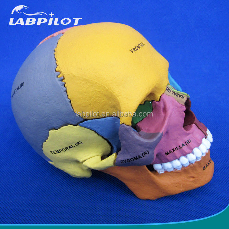 Geavanceerde PVC gekleurde schedelmodel assemblage voor anatomische demonstratie demonstratie
