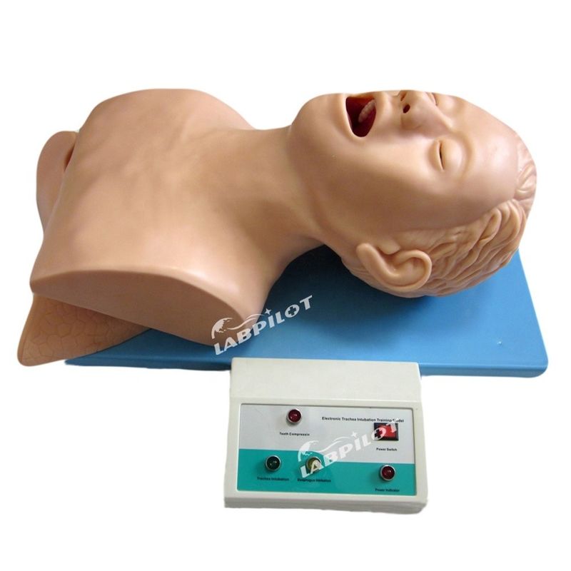 Endotracheale intubatie training Mannequin Mensen levensgrootte model voor reanimatie airbag