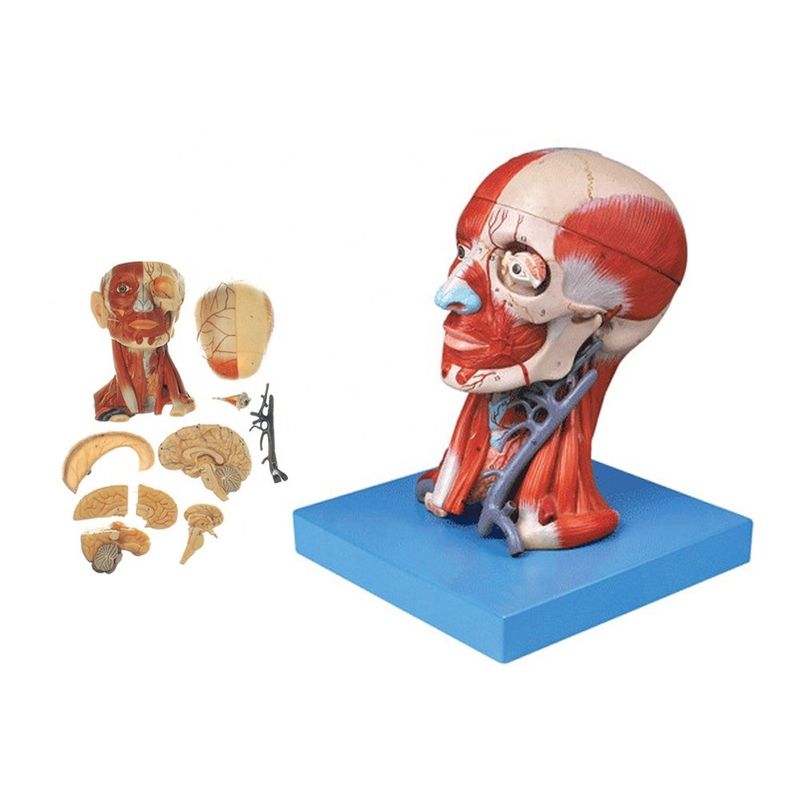 Onderwijs Anatomie Demonstratie Mensenkop Model met spieren Nerven Brein Levensgrootte