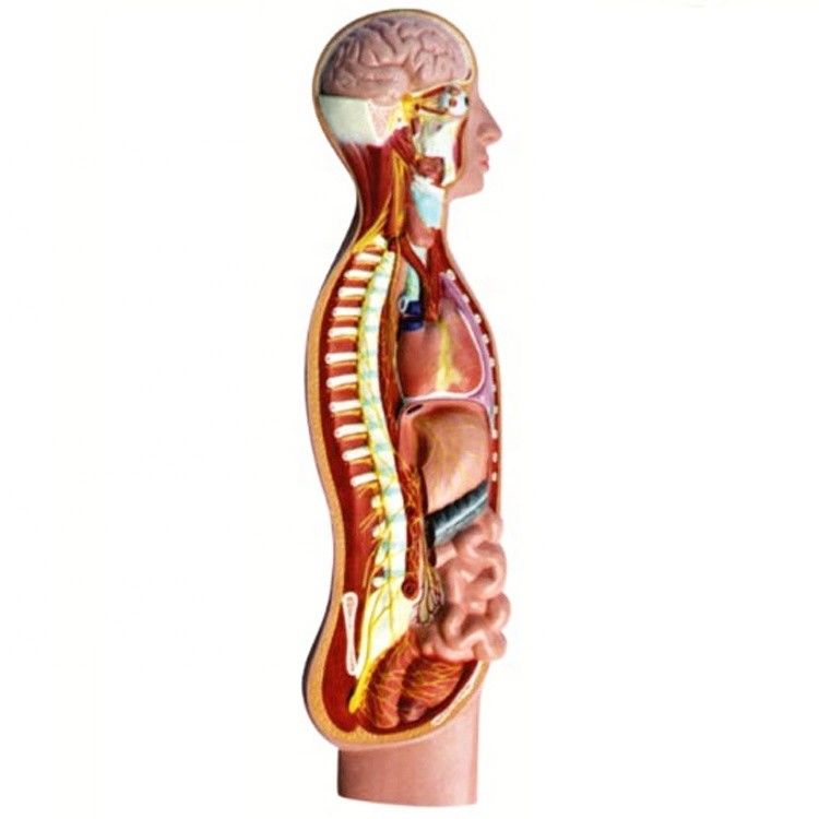 Human Autonomic Parasympathetic Nerve Spinal Cord Anatomy Model Geavanceerde PVC-onderwijshulpmiddelen