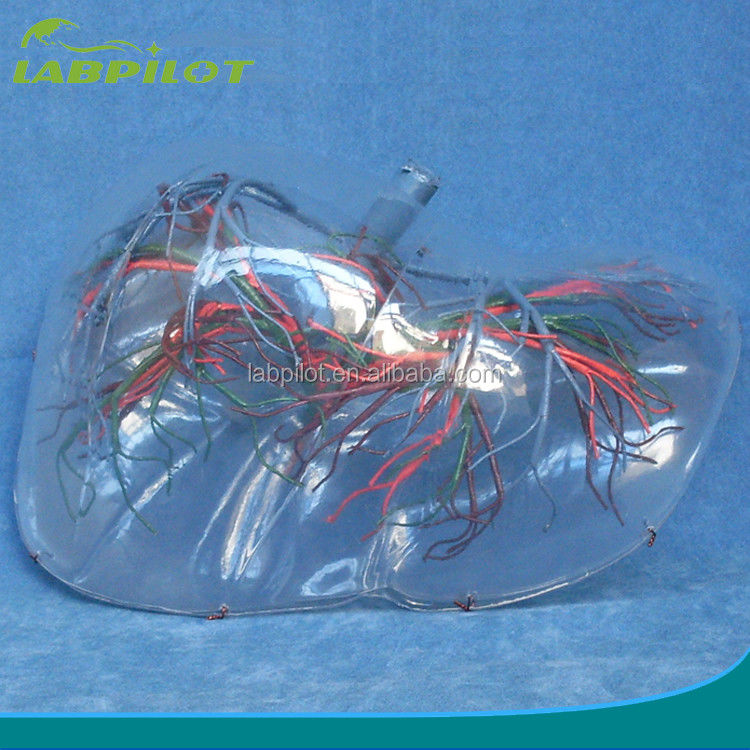 Anatomisch model van de menselijke lever Transparent type 3D levermodel voor medisch onderwijs