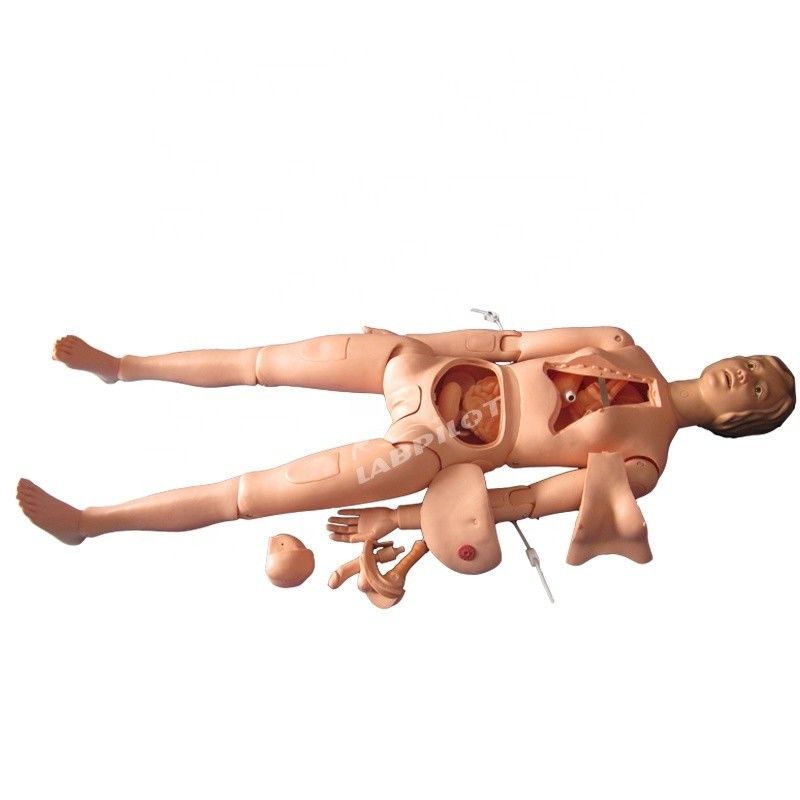 Interne organen Verpleegkunde Opleiding Mannequin voor menselijke levensgrootte Patiëntenzorg Demonstratie