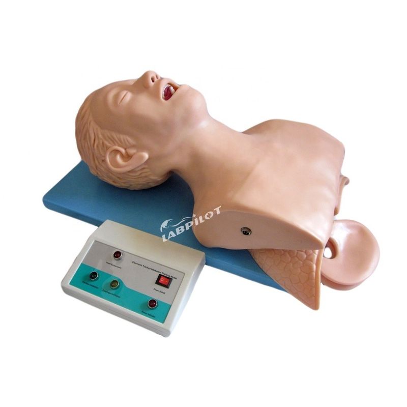 Mensengrootte Volwassen Trachea Intubatie Hoofdmodel met luchtwegen Long en maag Anatomie