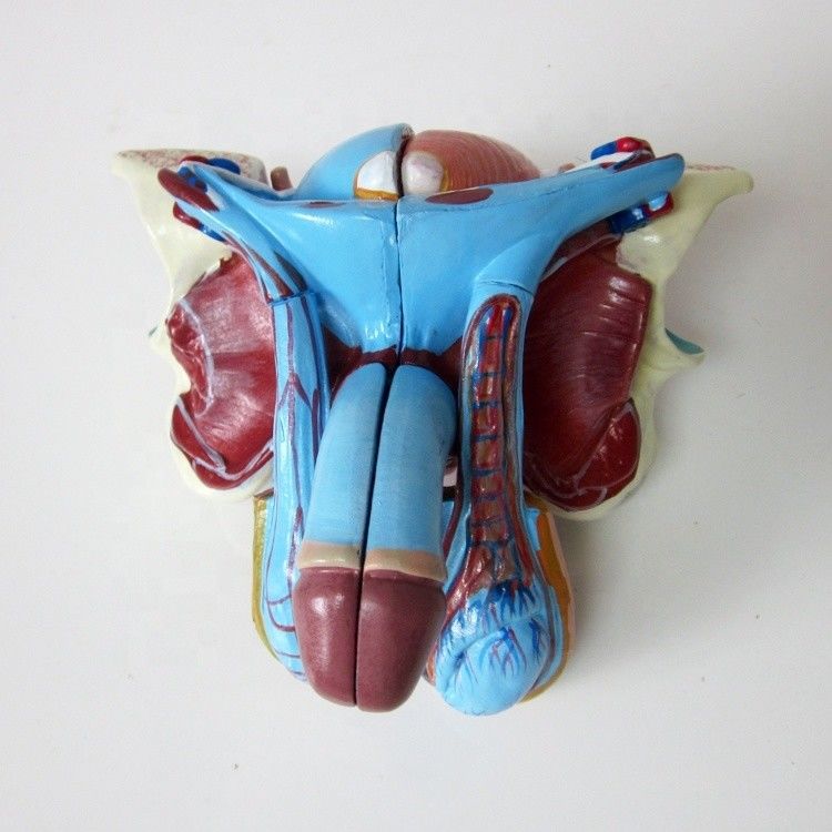 Anatomisch model voor klinieken 5 delen mannelijke geslachtsorganen Interne en externe