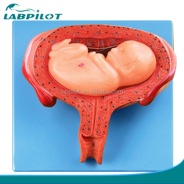 Geavanceerd PVC-model van het menselijk embryo van de zesde maand voor een realistisch foetaal ontwikkelproces