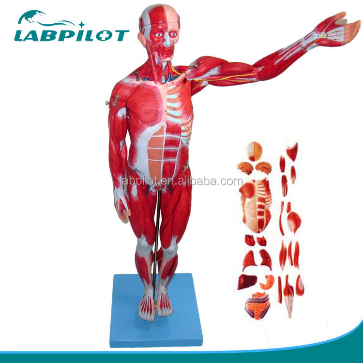 Anatomisch model 27 delen Volle lichaamsspieren met interne organen 78 cm Anatomie model