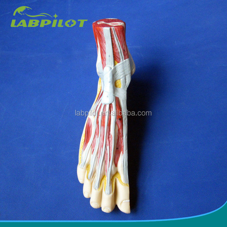 Anatomisch model van de voet Mensenlevensgrootte Gedetailleerde mediane sagittale sectie Anatomie