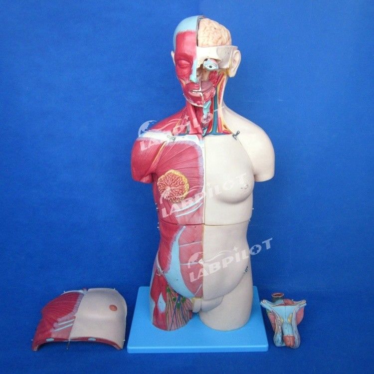 Voordeel van 333 genummerde posities Mensenanatomie Torso model met spieren en organen