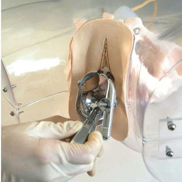 Verloskunde-Gynecologie Model Transparante Uterine Curettage Simulator voor Verpleegkundige School