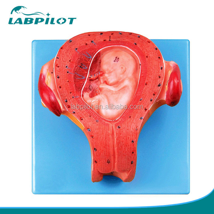 Gevorderd PVC Item Zwangere embryo model Derde maand Uterus met navelstreng model