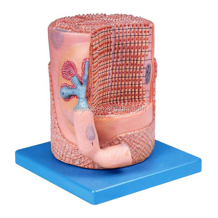 Geavanceerde PVC medische wetenschap Anatomisch model Skeletale spiervezels Kern van spiercel 3D-model