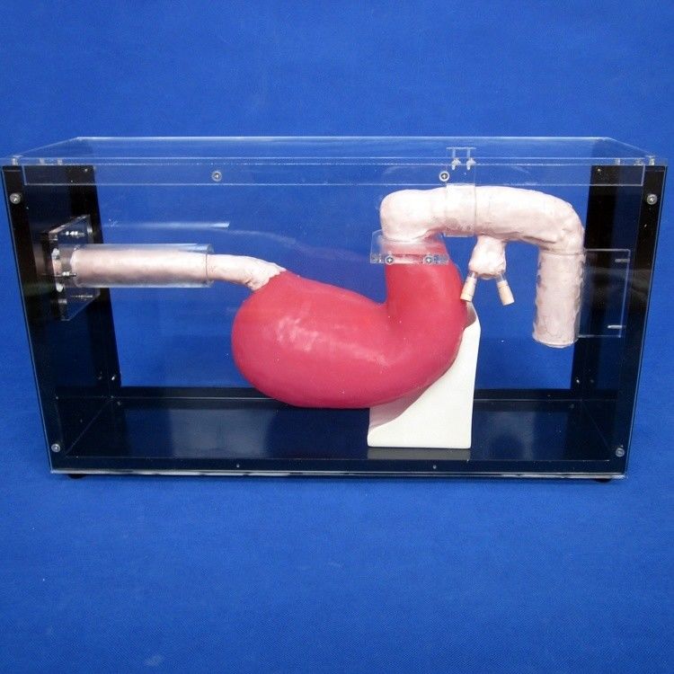 Human Life Size Gastroscoop Duodenoscoop en ERCP voor het onderwijzen van gastro-intestinale anatomie