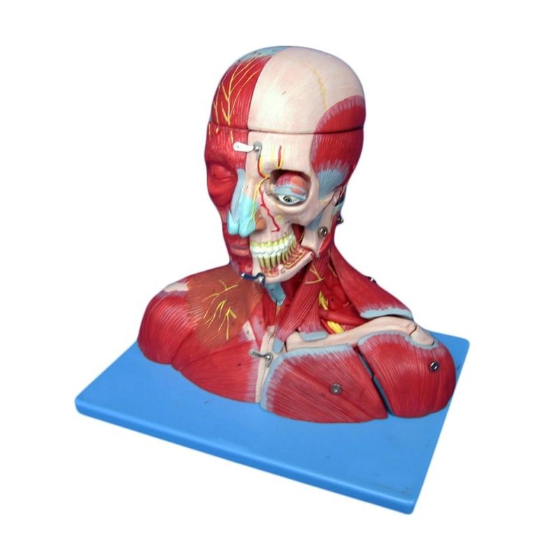 Medisch onderzoek Geavanceerd PVC Mensenkop Spieren zenuwen en hersenen Anatomisch rompmodel