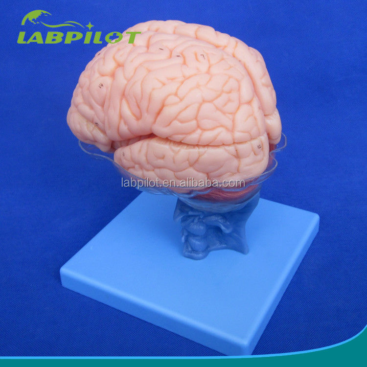 Mensenlevensgrootte 3D Onderwijs Anatomie Model 15 Afneembare stukken voor medische wetenschappen