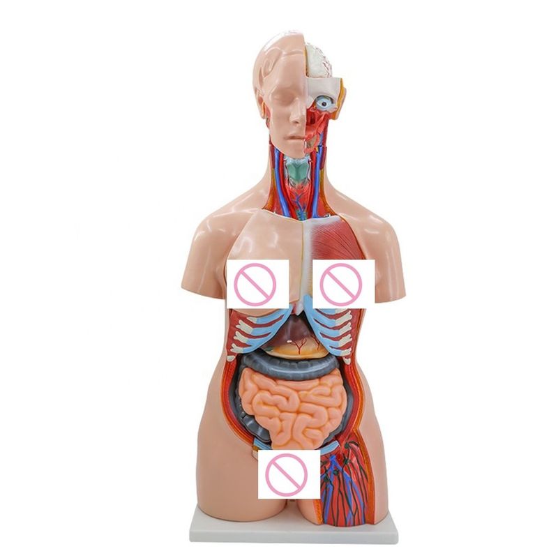40 delen hersenen hart long maag nier model voor medische anatomie onderwijs in ziekenhuizen