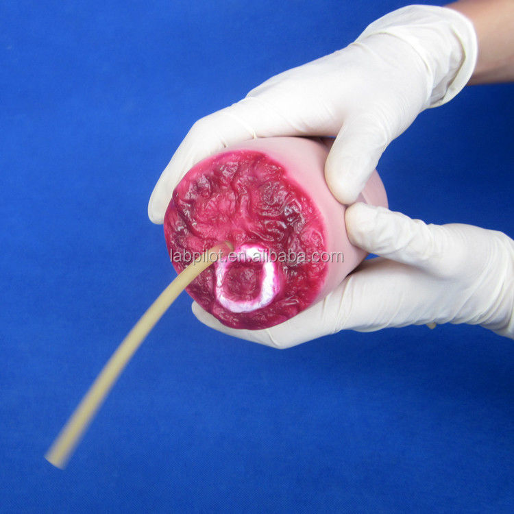 Geavanceerd PVC-trauma van bovenste ledematen bloeding en geamputeerde armmodel voor de medische wetenschap