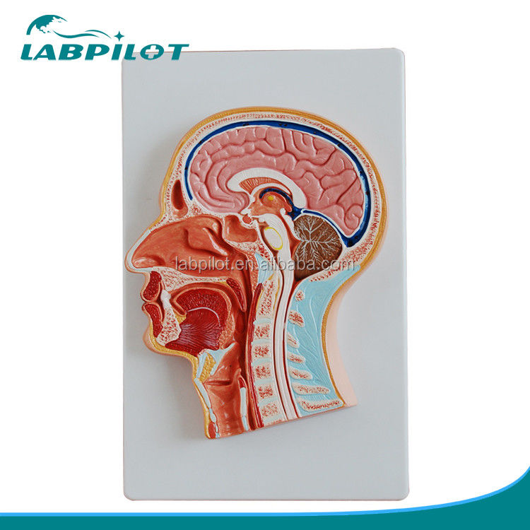 Mensengrootte Geavanceerd PVC Median Gesneden Hoofd en Gezicht Model voor Anatomie Onderwijs