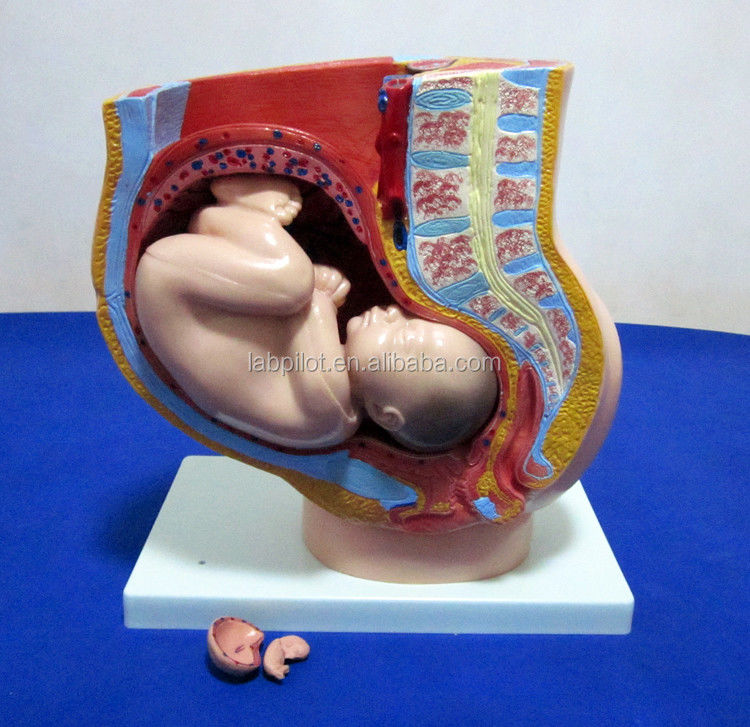 Medisch wetenschappelijk model Vrouwelijk bekken Fetus Uterus en embryo in de 40e week van de zwangerschap