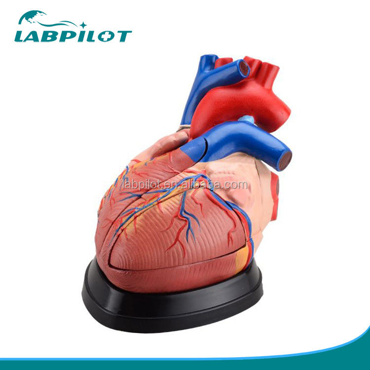 Mensenhartaanatomie 3D-model voor anatomische demonstratie 3 maal vergroot 5 delen