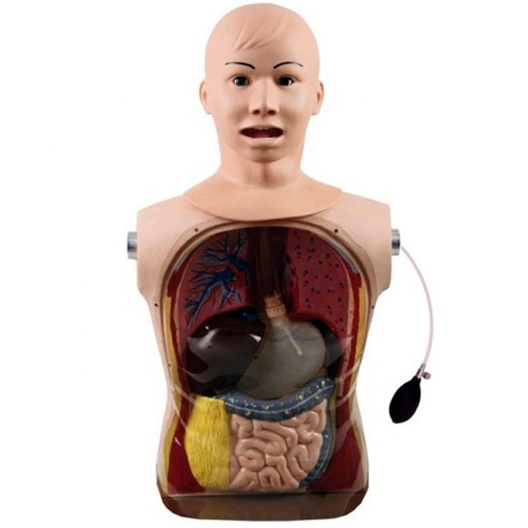 Innovatieve neus-maagbuis en luchtpijpvaardigheden Verpleegkundig mannequin met realistische kenmerken