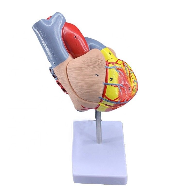 Levensgrootte 2 delen medische anatomie menselijk lichaam delen hart model voor demonstratie