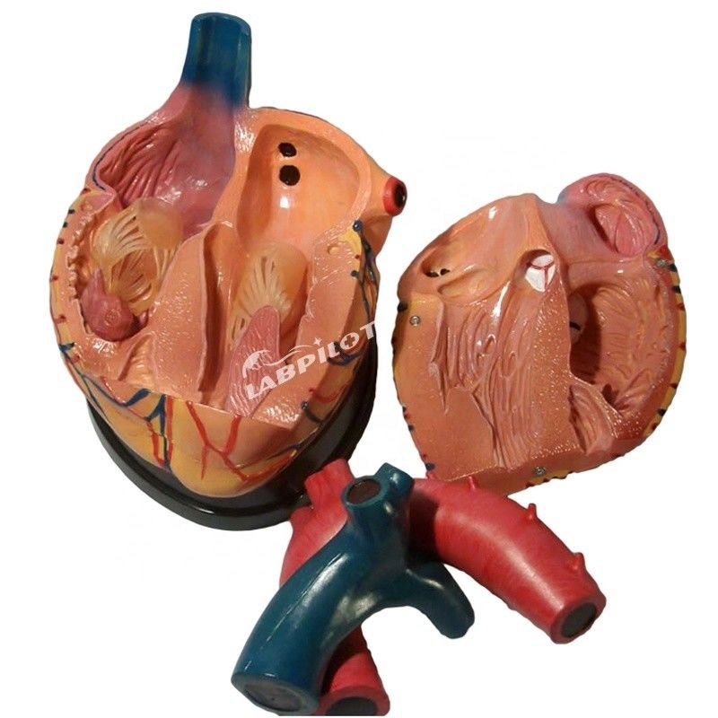 Hospitaal's topkeuze 3D menselijk hart anatomie model voor gedetailleerd en nauwkeurig leren