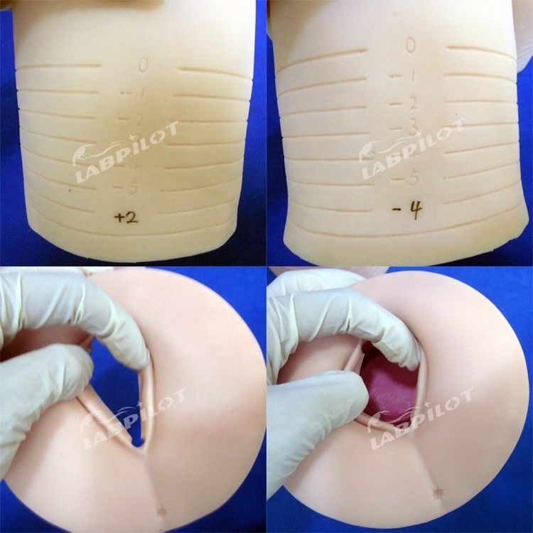 Human Life Size Manikin Model voor verloskundige training van cervicale dilatatie en uitwissing