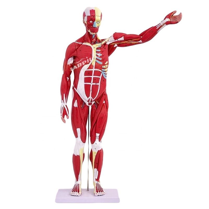Artikel Mensenlichaam Anatomie Model met interne organen en spieren Torso Mannequin