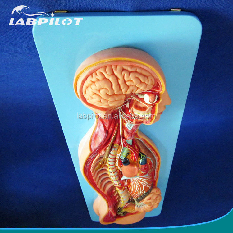Gedetailleerde menselijke levensgrootte Anatomisch model voor automatisch zenuwstelsel en romporganen