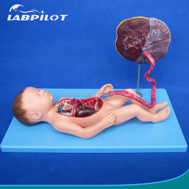 Medische wetenschappen Geverfd circulatiemodel van de foetus met hartplacenta en navelstreng