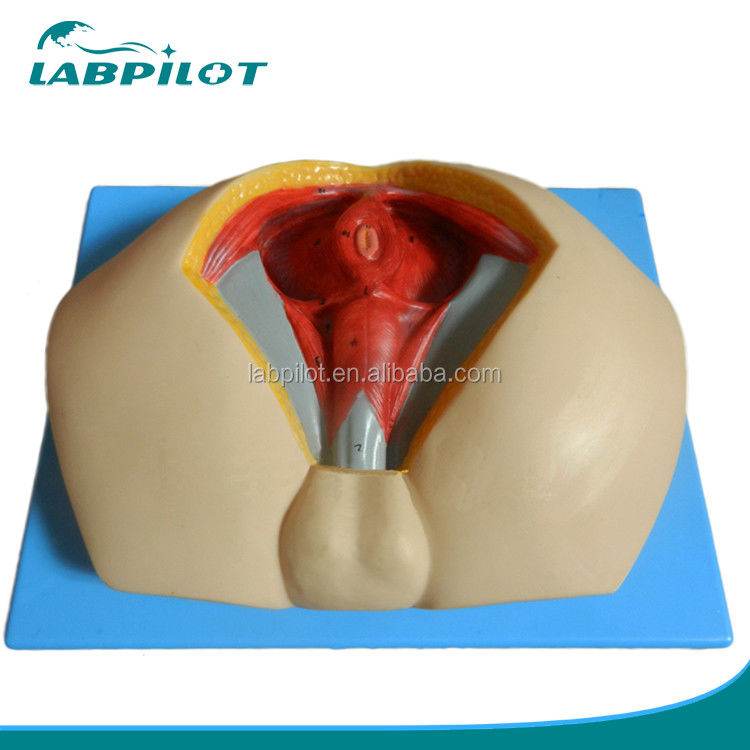 Geavanceerd PVC-perineummodel voor het begrijpen van mannelijke perineale anatomie